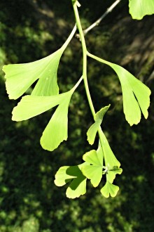 Ginkgo biloba - macroblasts