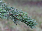 Pinus aristata - decorated with needles - shiny with numerous whitish dots (resin droplets)