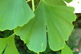 Ginkgo biloba