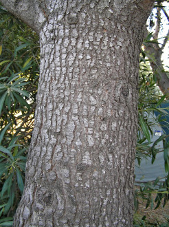 Cedrus atlantica - bark