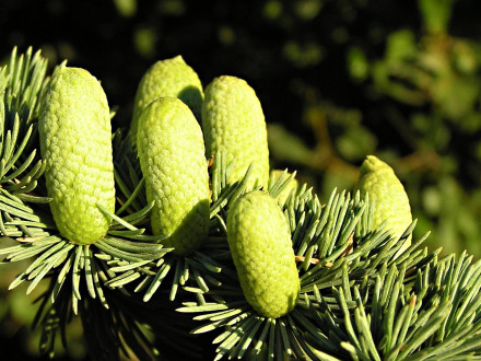 Cedrus atlantica - ♂ cones