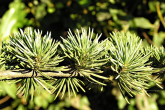 Cedrus atlantica - on shortened shoots (brachyblasts) grow in whorl-like bundles