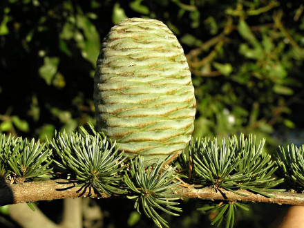 Cedrus atlantica