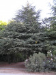 Cedrus atlantica