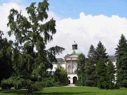 Ginkgo biloba - Park Topoľčianky, Slovakia (6/2009)