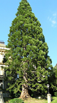 Sequoiadendron giganteum (Sequoia mammoths, Mammoth redwood) - in front of the entrance to the SOSL building in Banská Stiavnica (6/2005)