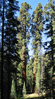 Sequoiadendron giganteum (Sequoia mammoths, Mammoth redwood) - Sierra Nevada (photo: Bohuslav Koctuch jr.)