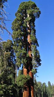 Sequoiadendron giganteum (Sequoia mammoths, Mammoth redwood) - Sierra Nevada (photo: Bohuslav Koctuch jr.)