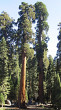 Sequoiadendron giganteum (Sequoia mammoths, Mammoth redwood) - Sierra Nevada (photo: Bohuslav Koctuch jr.)