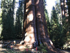 Sequoiadendron giganteum (Sequoia mammoths, Mammoth redwood) - General Scherman (photo: Bohuslav Koctuch jr.)