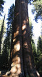 Sequoiadendron giganteum (Sequoia mammoths, Mammoth redwood) - General Scherman (photo: Bohuslav Koctuch jr.)