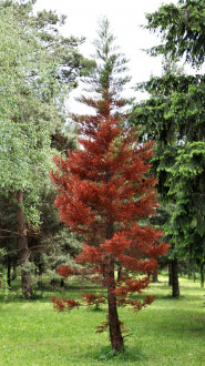 Sequoiadendron giganteum (Sequoia mammoths, Mammoth redwood) - damage caused by frost