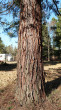 Sequoiadendron giganteum (Sequoia mammoths, Mammoth redwood) - the bark