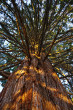 Sequoiadendron giganteum (Sequoia mammoths, Mammoth redwood) - position of the branches on the trunk (photo: Kristian Chalupka)