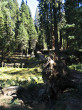 Sequoiadendron giganteum (Sequoia mammoths, Mammoth redwood) - Sierra Nevada (photo: Bohuslav Koctuch jr.)