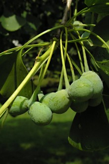 Ginkgo biloba - fruit is a seed drupe