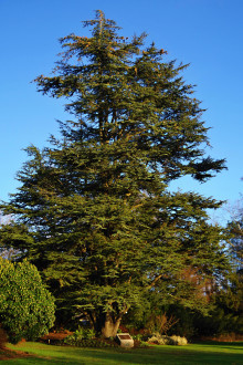 Cedrus libani - (foto: Kristián Chalupka)