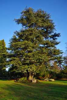 Cedrus libani - (foto: Kristián Chalupka)