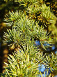 Cedrus libani - (foto: Kristián Chalupka)