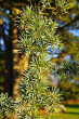 Cedrus libani - (foto: Kristián Chalupka)