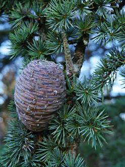 Cedrus libani - (foto: Kristián Chalupka)