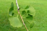 Ginkgo biloba