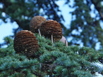 Cedrus libani  - ripens in the second year, it is crumbling - only the middle spindle remains on the branch