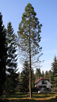 Pinus jeffreyi - Hrádocké arborétum, Slovakia (10/2005)