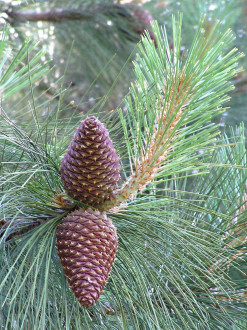 Pinus jeffrey - decorative large cones