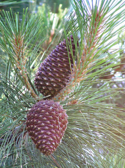 Pinus jeffrey - the fruit is a cone