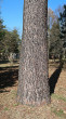 Pinus jeffreyi - the bark