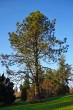 Pinus jeffreyi - Queen Elizabeth park  (foto: Kristián Chalupka)