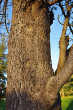 Pinus jeffreyi - the bark (foto: Kristián Chalupka)