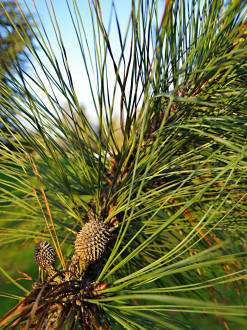 Pinus jeffrey - ♀ cones