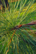 Pinus jeffreyi - (foto: Kristián Chalupka)