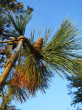 Pinus jeffreyi - decorative with long, fan-shaped needles (foto: Kristián Chalupka)