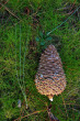 Pinus jeffreyi - (foto: Kristián Chalupka)