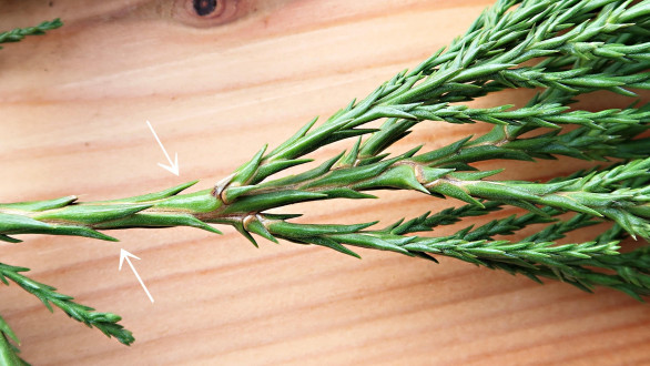 Sequoiadendron giganteum (Sequoia mammoths, Mammoth redwood) - assimilation organs on the main shoots