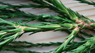 Sequoiadendron giganteum (Sequoia mammoths, Mammoth redwood) - assimilation organs on the main shoots