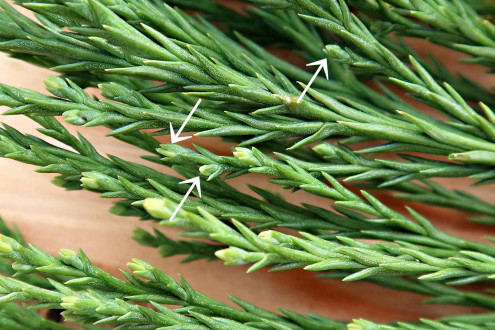 Sequoiadendron giganteum (Sequoia mammoths, Mammoth redwood) - the buds