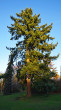 Pseudotsuga menziesii -  Queen Elizabeth Park, Canada (foto: Kristian Chalupka)