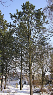 Pinus ponderosa - Hrádocké arborétum (10/2005)