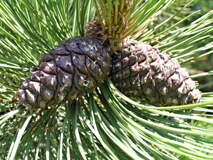 Pinus ponderosa