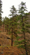 Pinus ponderosa - Lytton, Canada (foto: Kristián Chalupka)