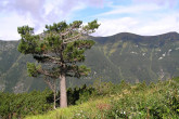 Pinus cembra - High Tatras (8/2009)