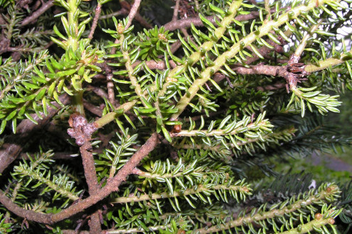 Abies alba (white fir) - sorcerer