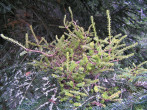 Abies alba (white fir) - sorcerer