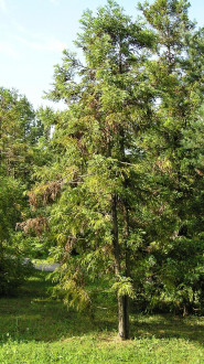 Cryptomeria japonica (Japanese cryptomeria) - Mlyňany Arboretum