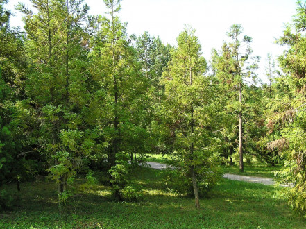 Cryptomeria japonica (Japanese cryptomeria) - Mlyňany Arboretum