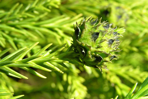 Cryptomeria japonica (Japanese cryptomeria) - a cone